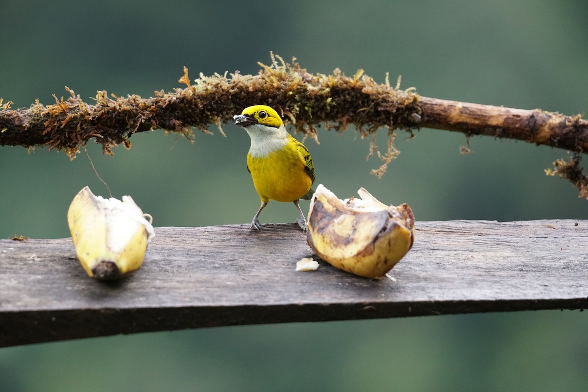 Silver-throated Tanager - ML643867257