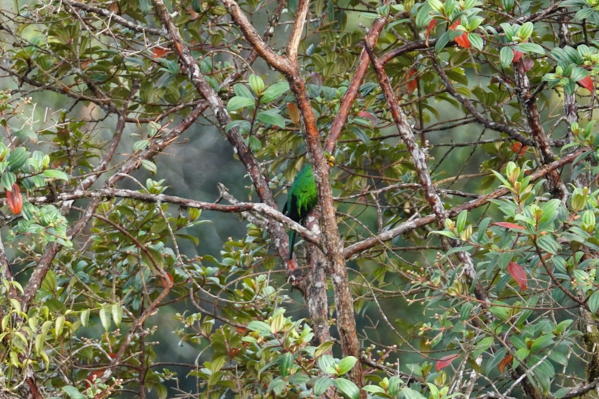 Quetzal doré - ML643867265