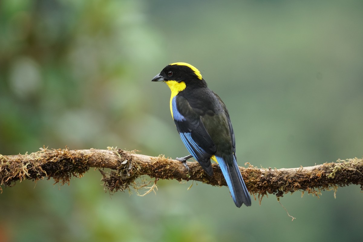 Blue-winged Mountain Tanager - ML643867289