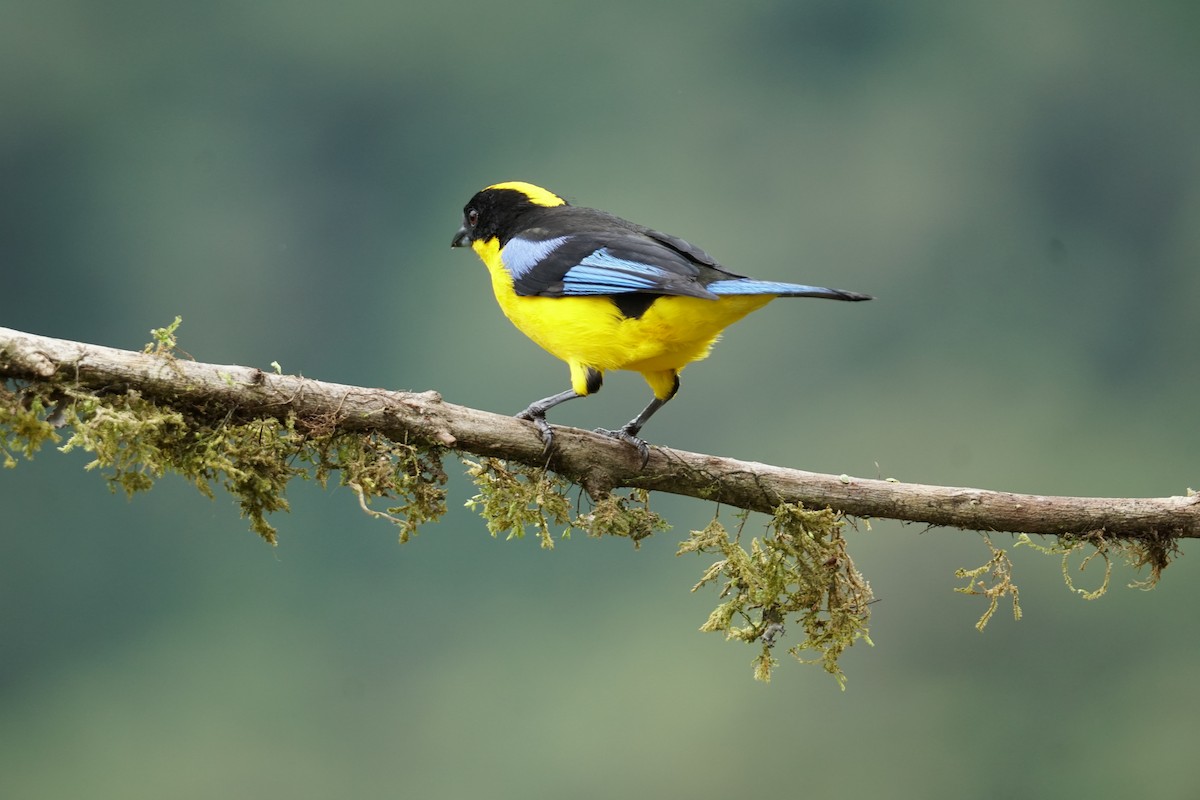 Blue-winged Mountain Tanager - ML643867295