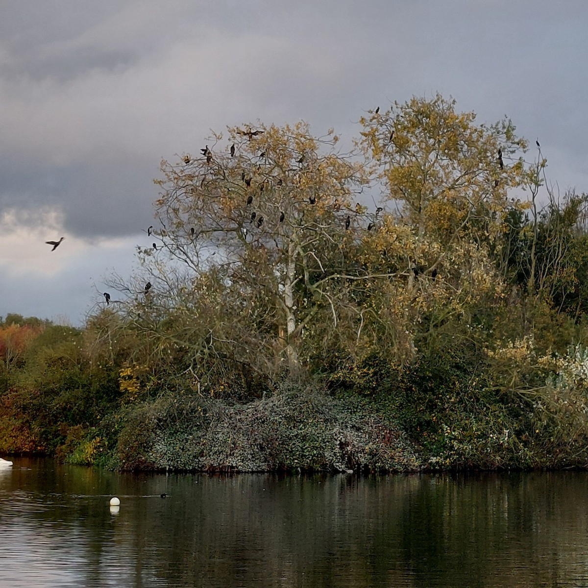Great Cormorant - ML643867300