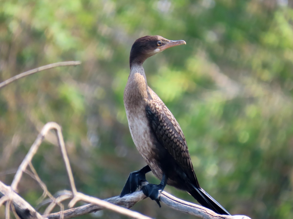 Reed Cormorant - ML643867310