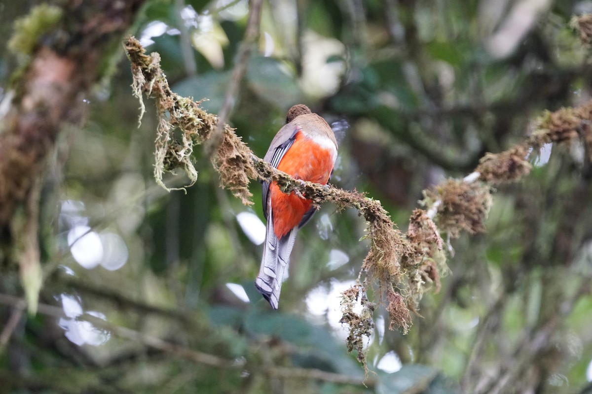 Collared Trogon - ML643867327