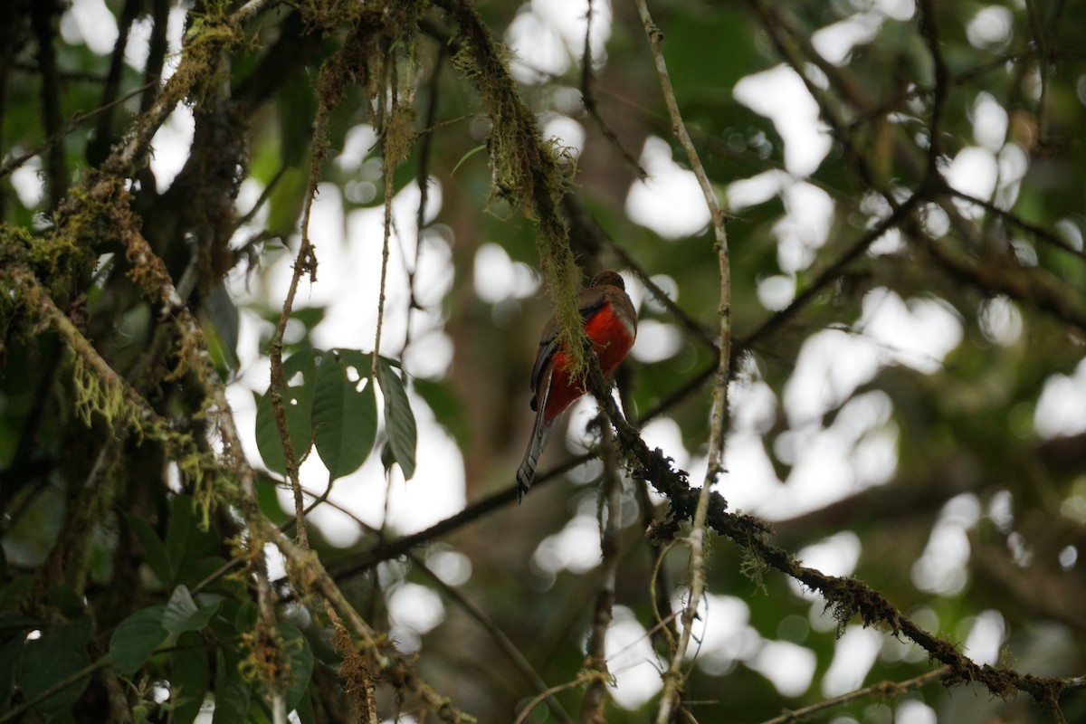 Collared Trogon - ML643867329