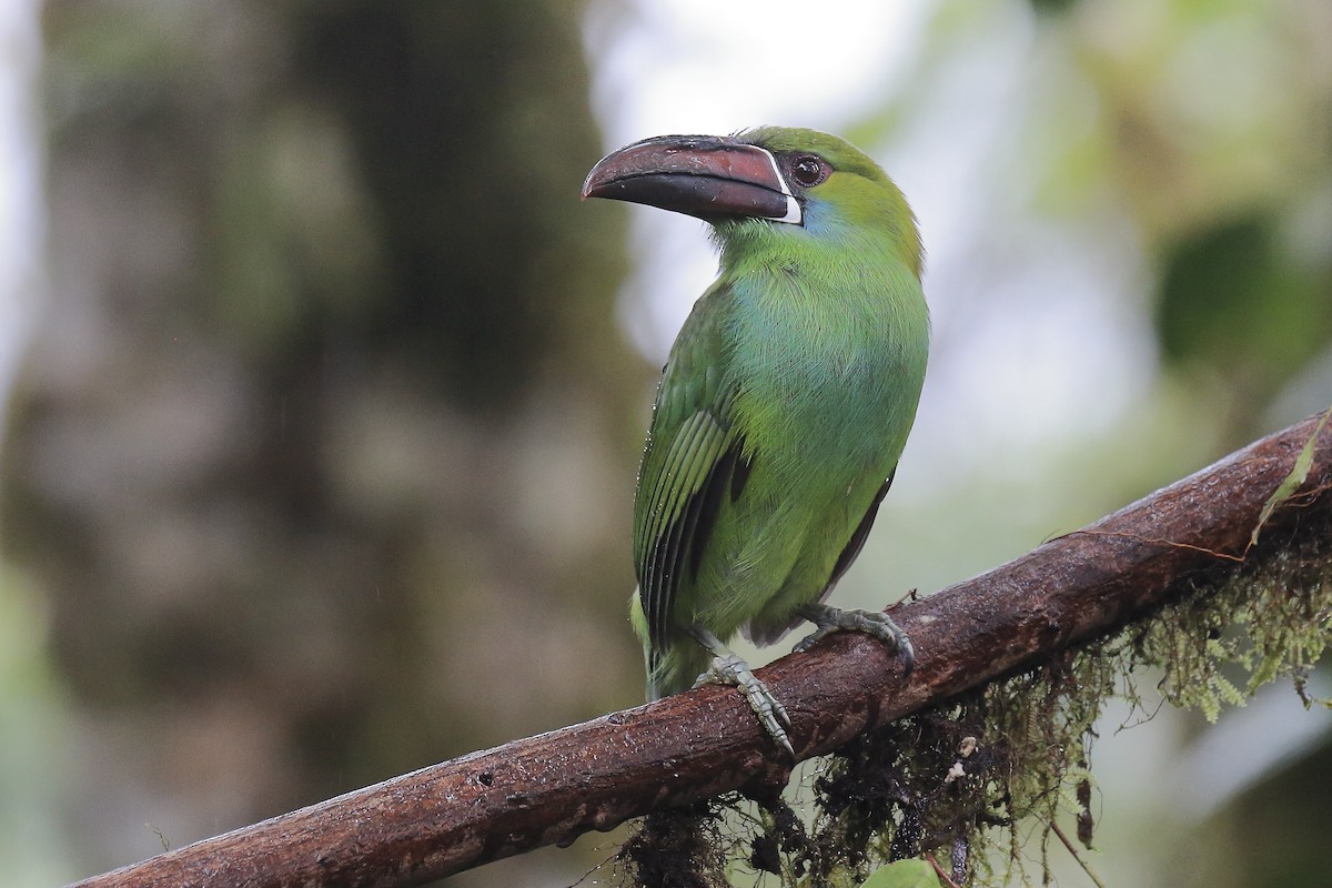 Crimson-rumped Toucanet - ML643867333