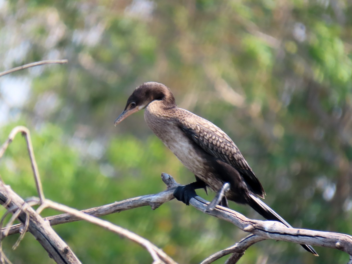 Reed Cormorant - ML643867334