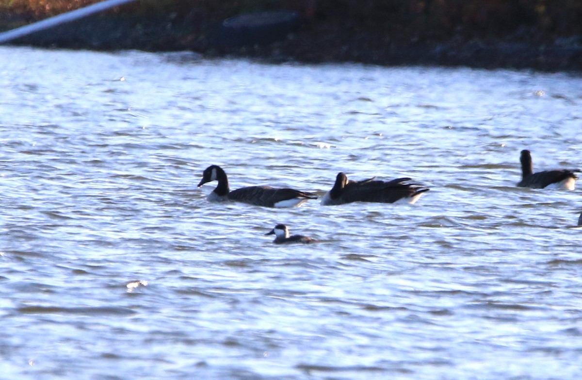 Ruddy Duck - ML643867336