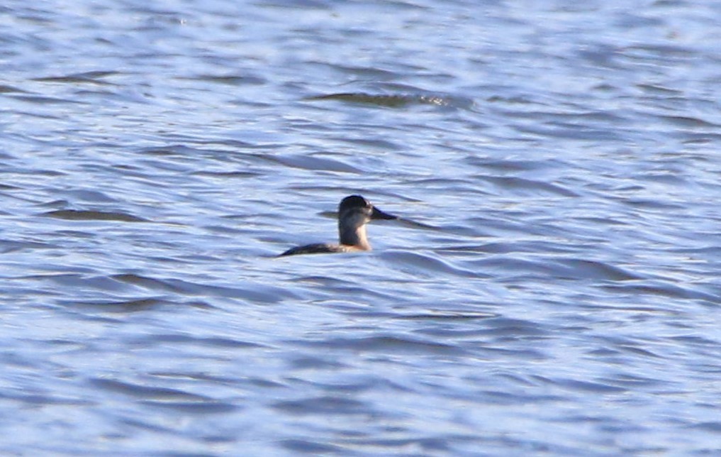 Ruddy Duck - ML643867337