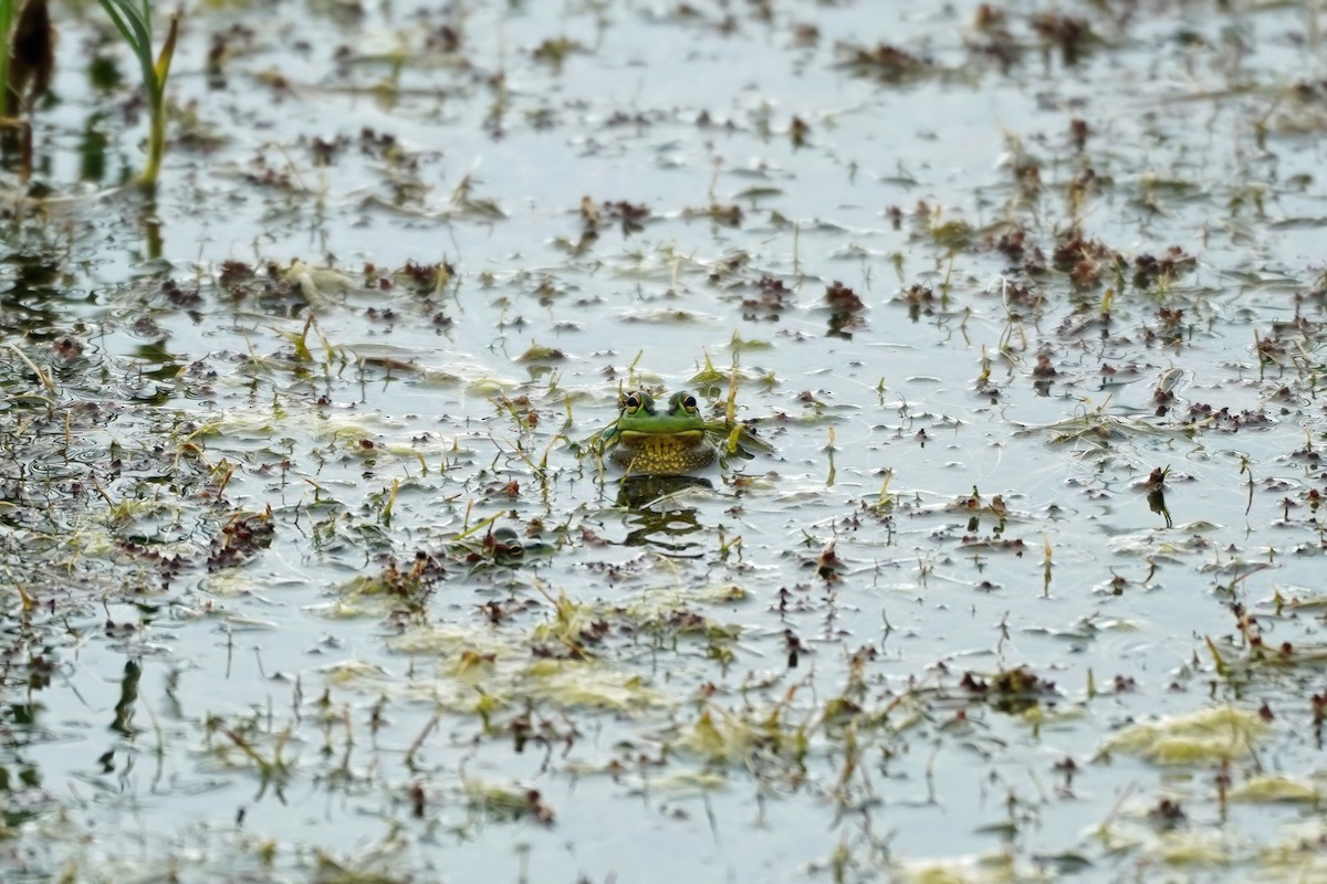 Southern Bell Frog - ML643867338