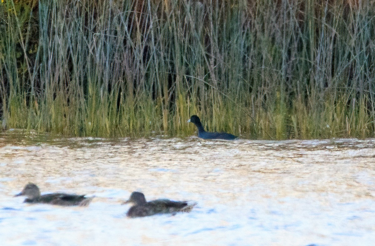 American Coot - ML643867341
