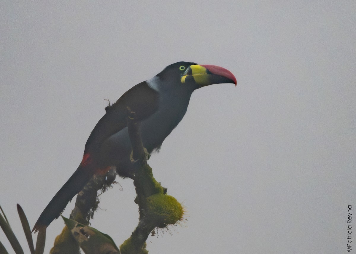 Gray-breasted Mountain-Toucan - ML643867343