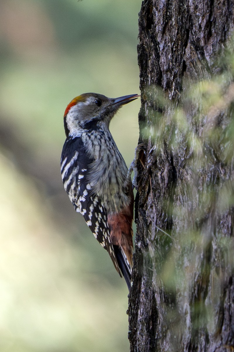 Коронованный дятел - ML643867344