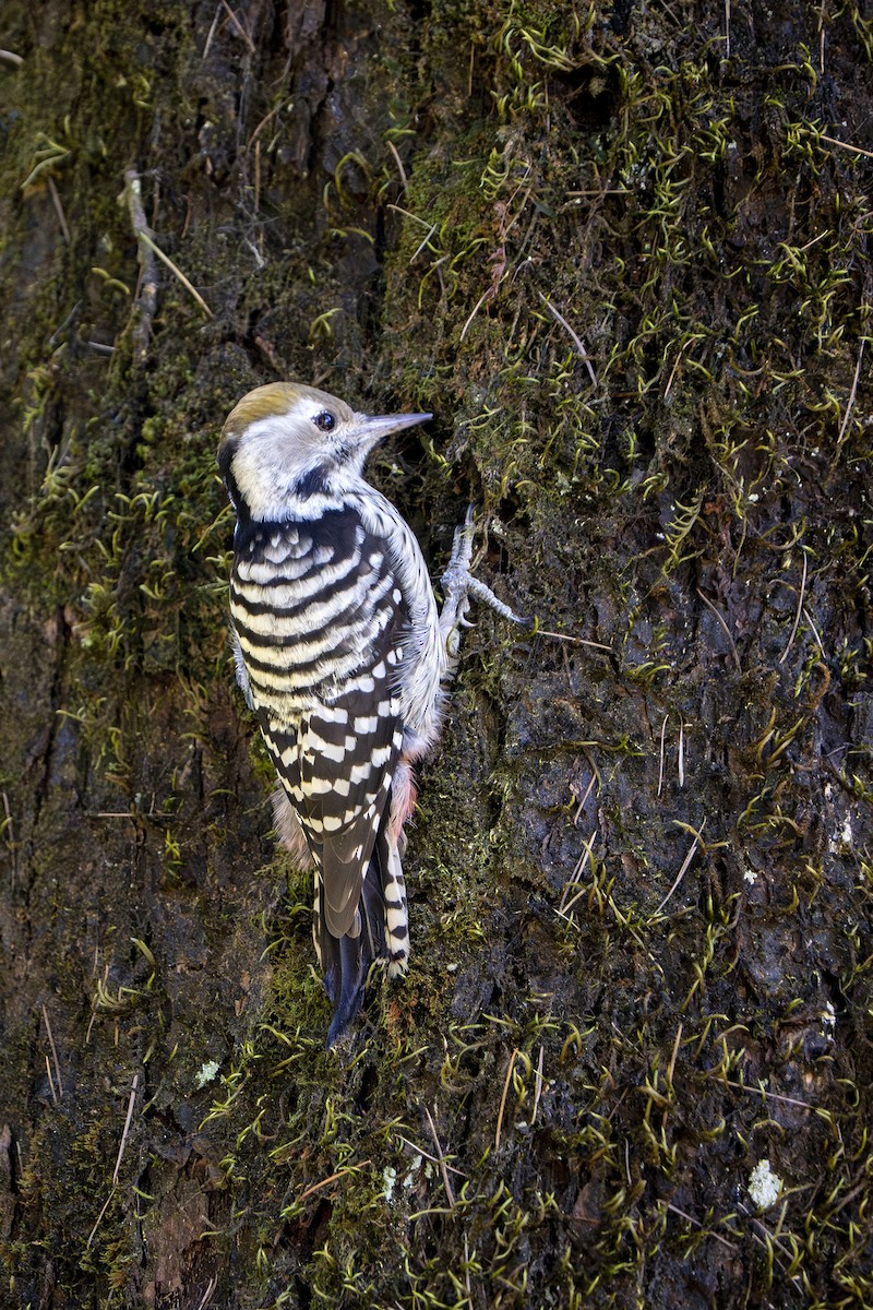 Коронованный дятел - ML643867345