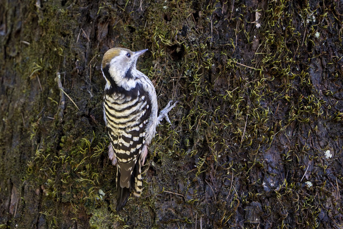 Коронованный дятел - ML643867352