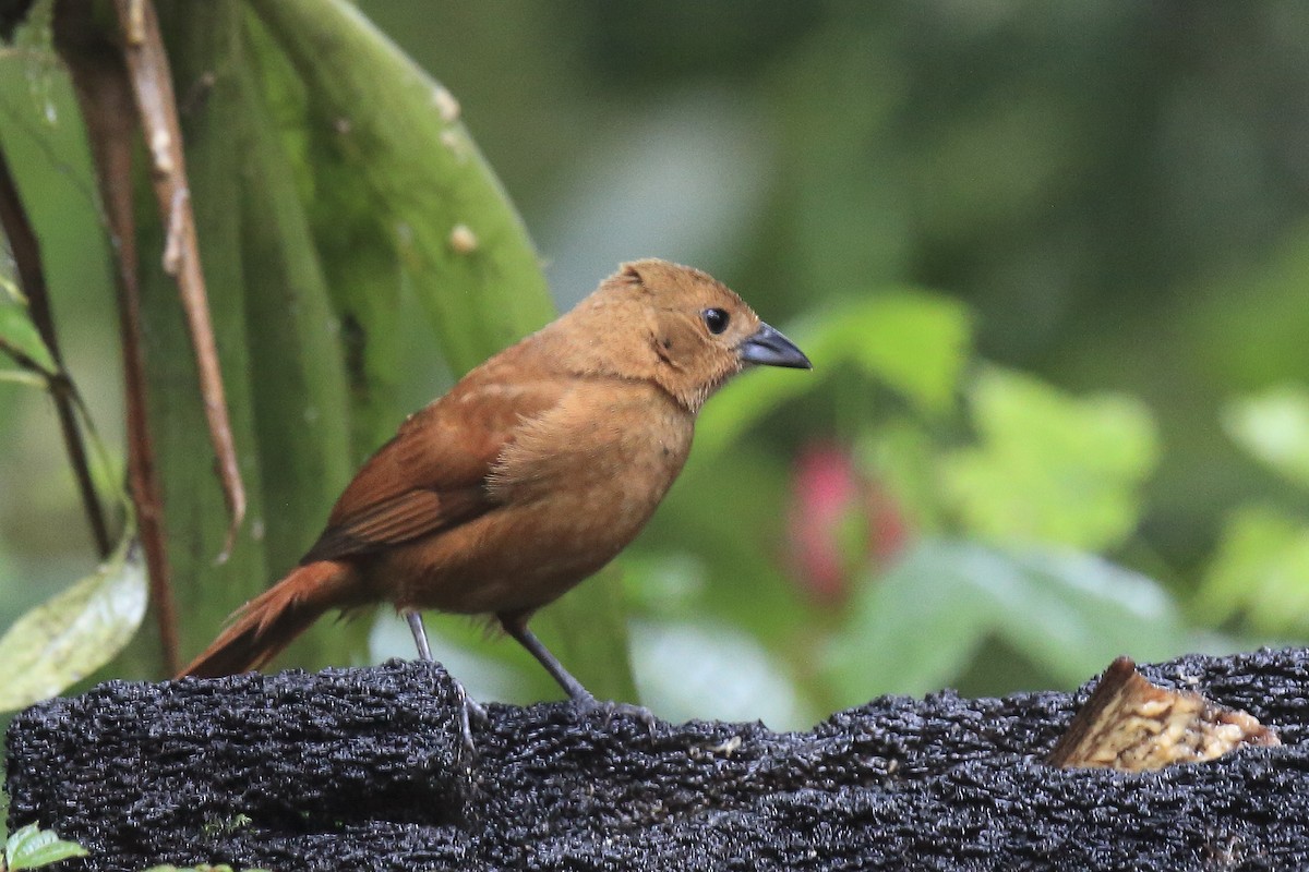 White-lined Tanager - ML643867405
