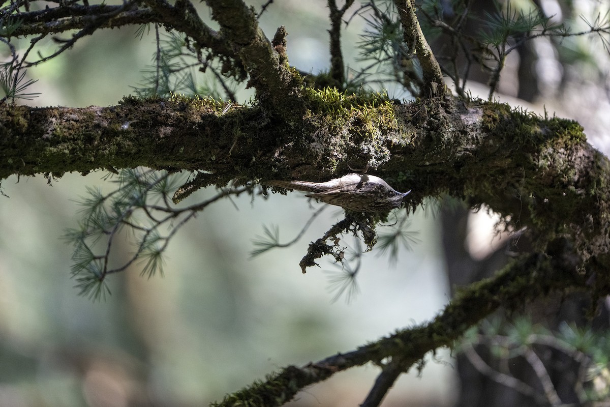 Bar-tailed Treecreeper - ML643867409