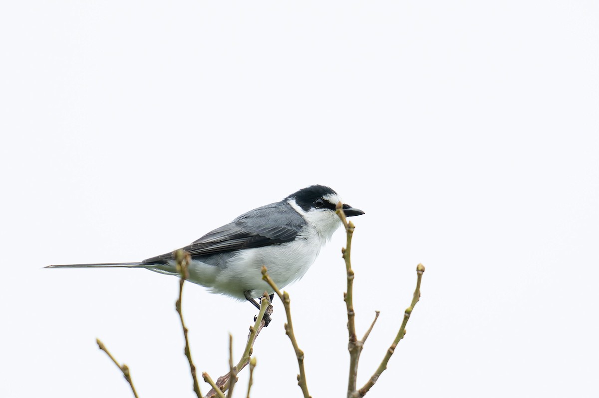 Ashy Minivet - ML643867410