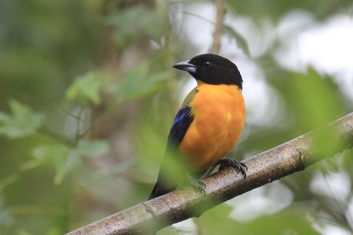 Black-chinned Mountain Tanager - ML643867432