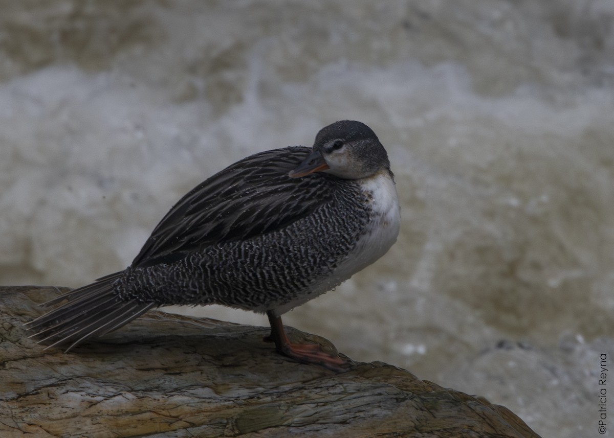 Torrent Duck - ML643867441