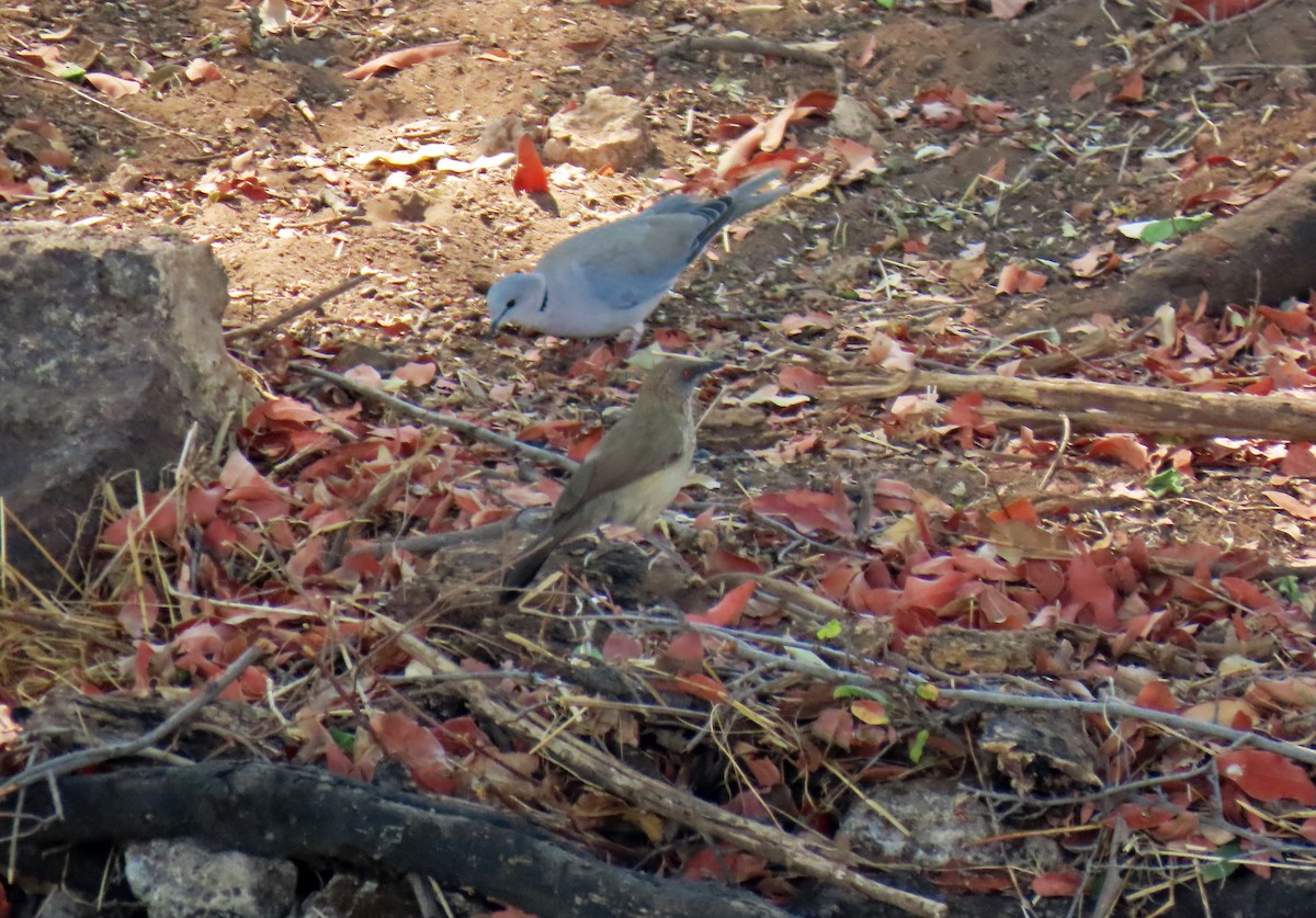 Arrow-marked Babbler - ML643867459