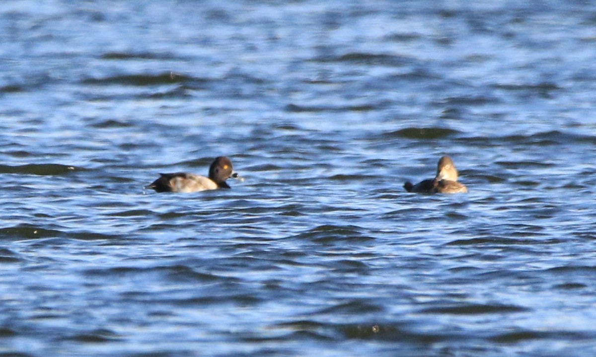 Ring-necked Duck - ML643867462