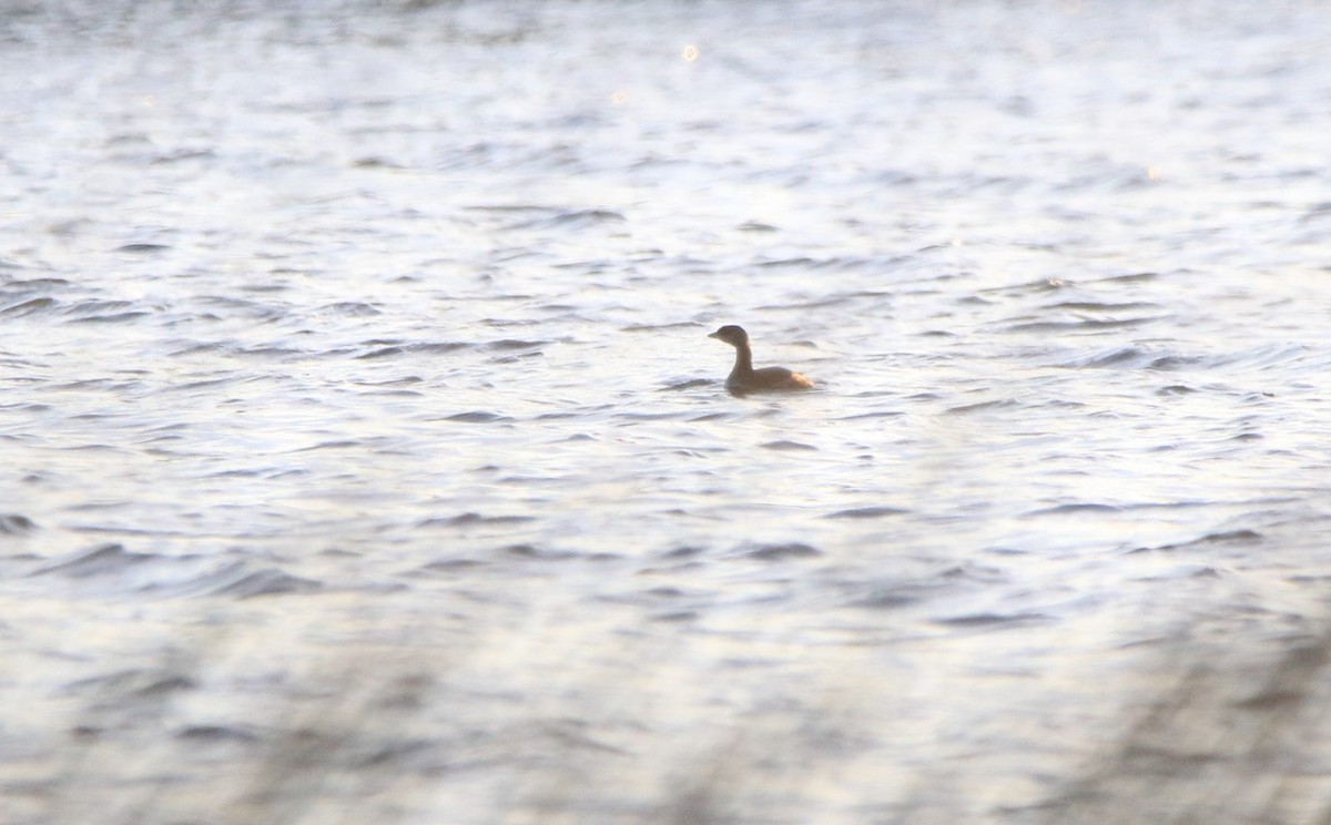 Pied-billed Grebe - ML643867465