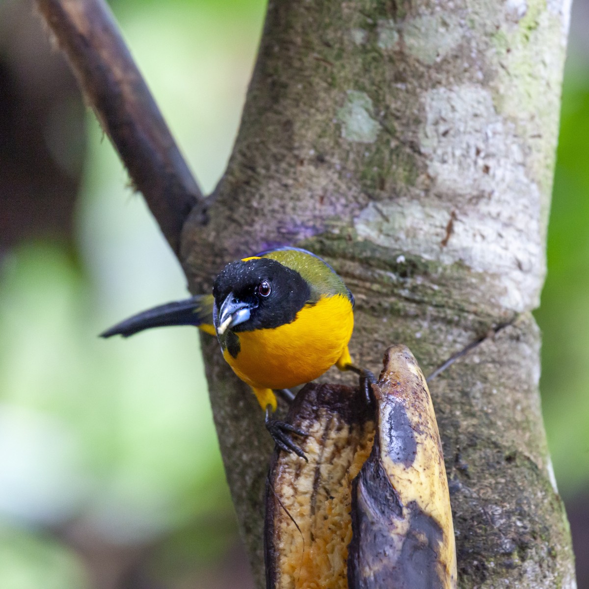 Black-chinned Mountain Tanager - ML643867466