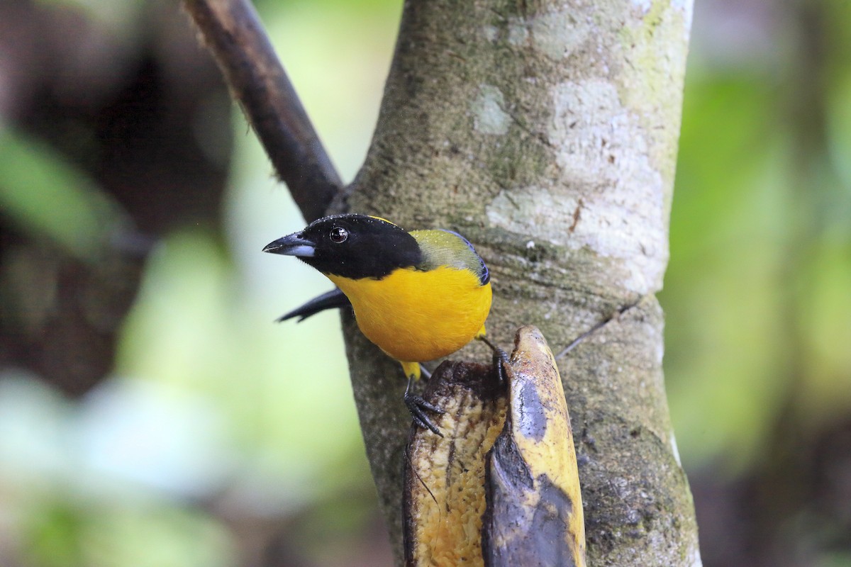 Black-chinned Mountain Tanager - ML643867467