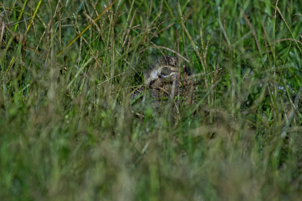 Eurasian Woodcock - ML643867468
