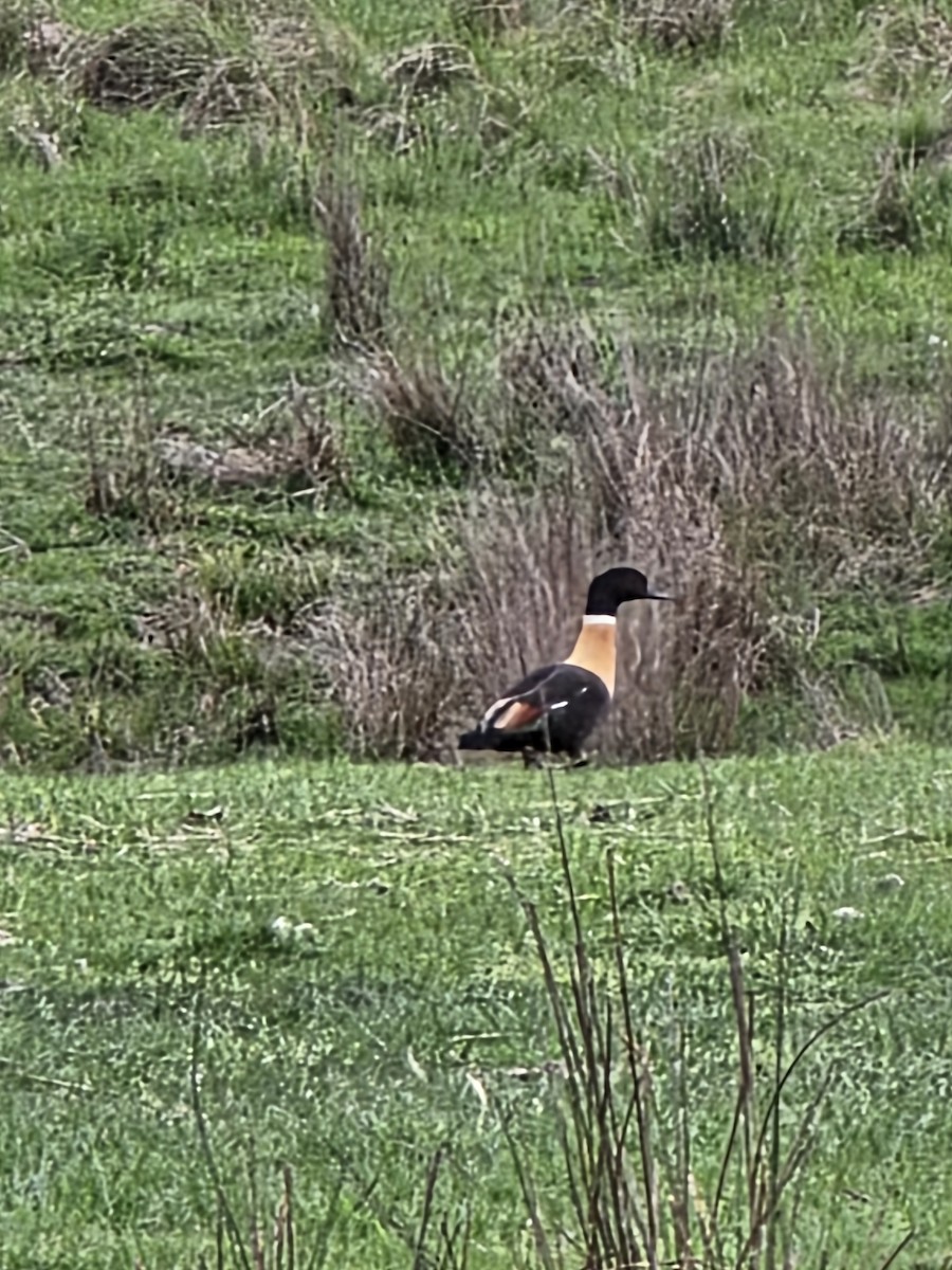 Australian Shelduck - ML643867470