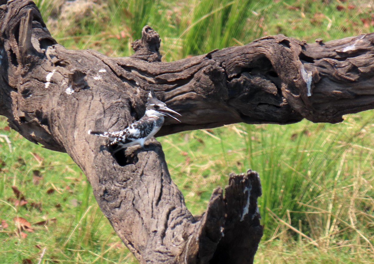 Pied Kingfisher - ML643867480