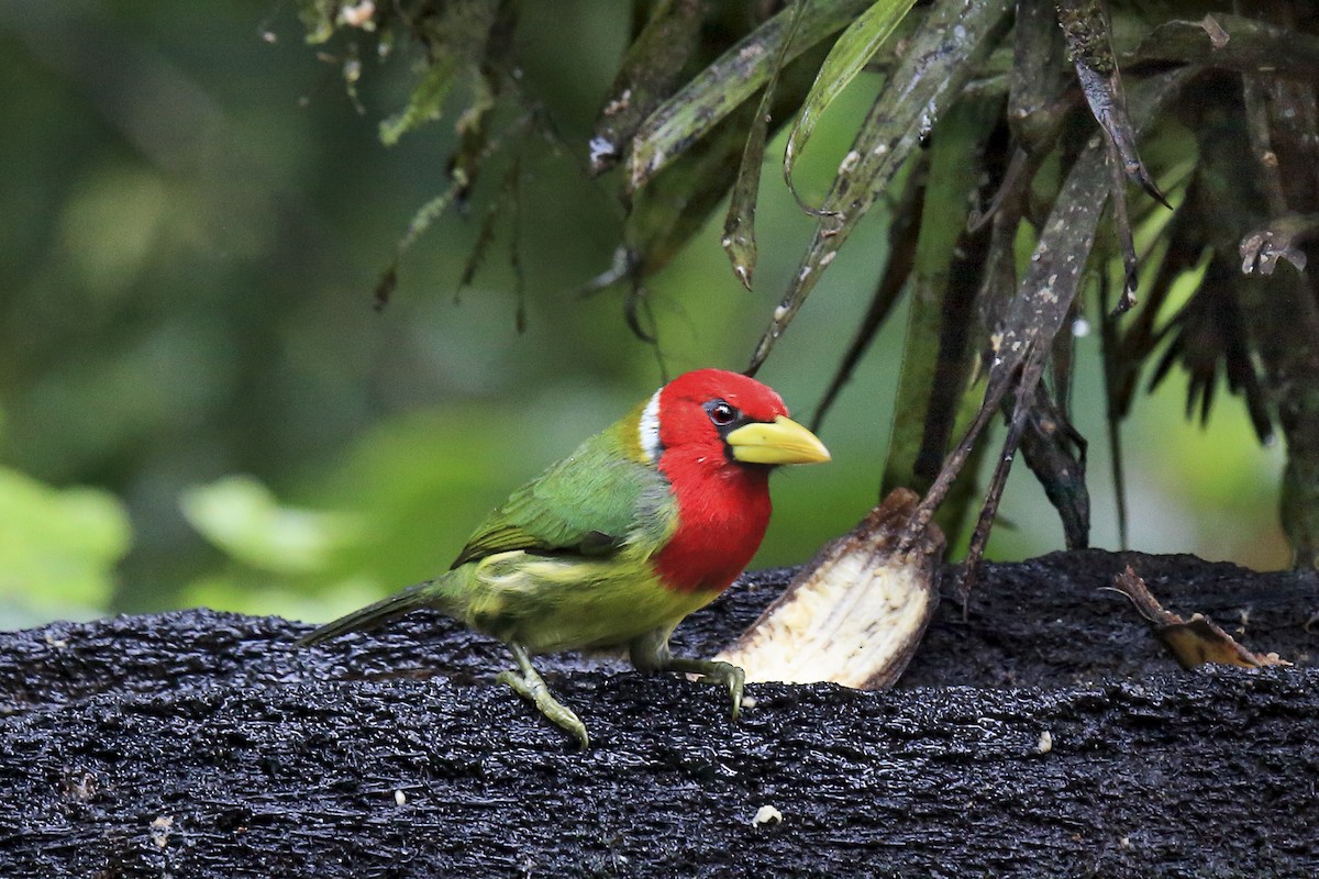 Red-headed Barbet - ML643867495