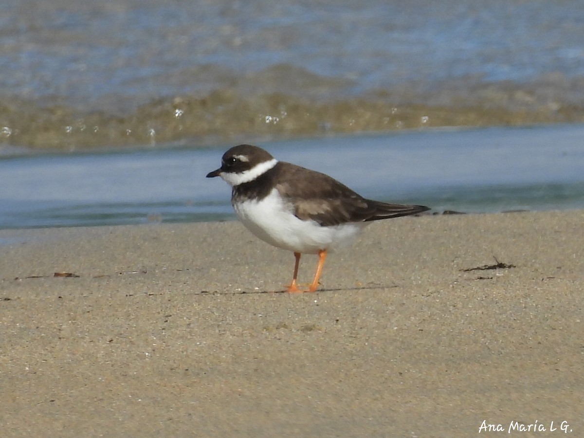 Common Ringed Plover - ML643867504