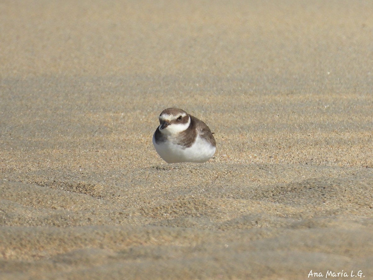 Common Ringed Plover - ML643867506