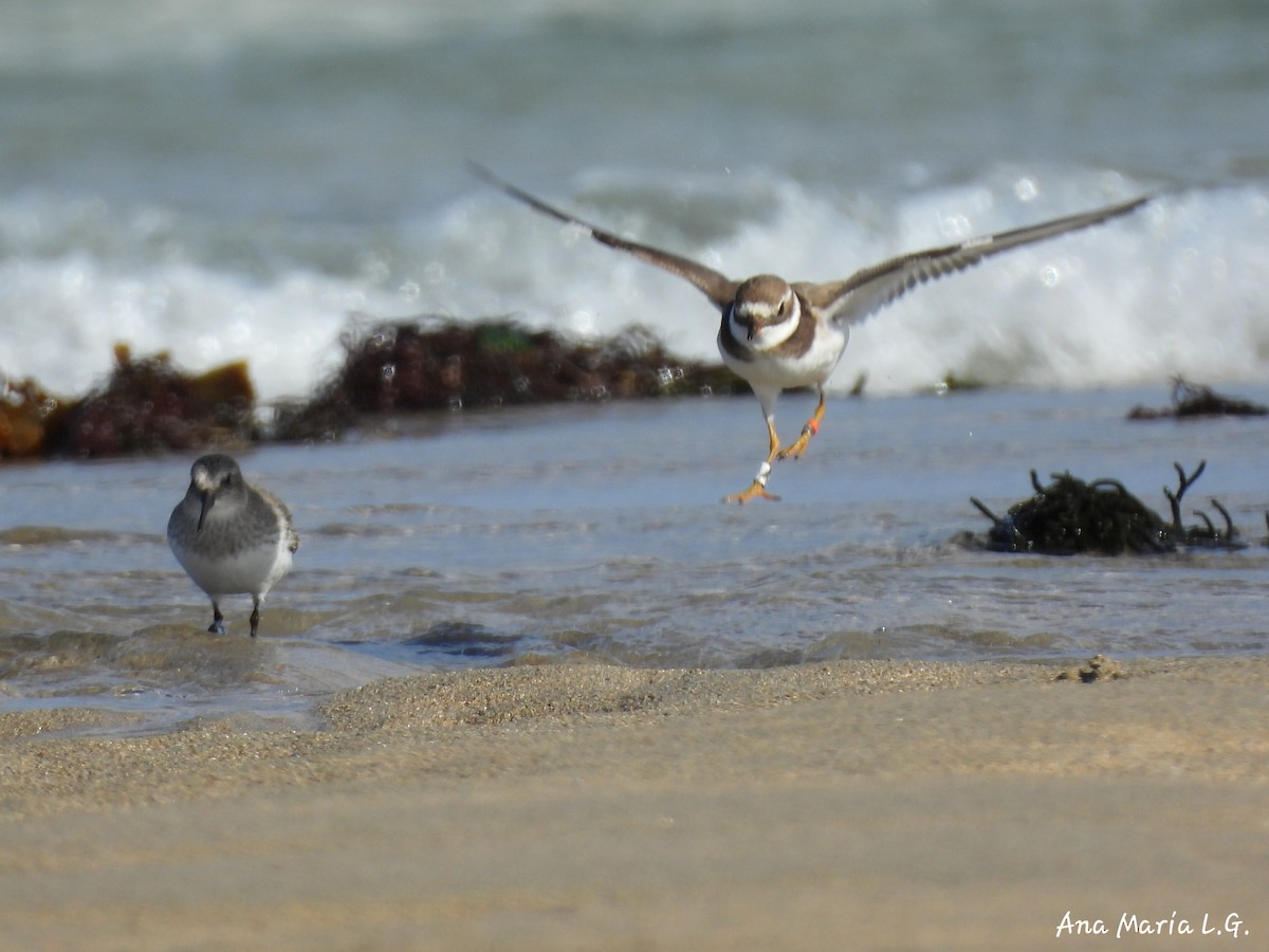 Common Ringed Plover - ML643867507