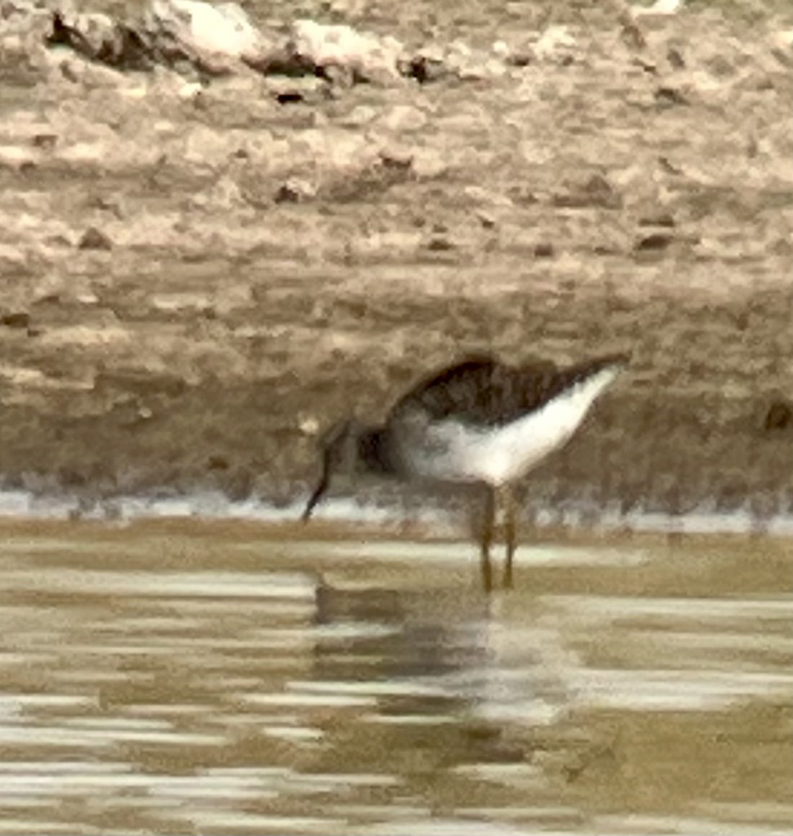 gulbeinsnipe - ML643867511