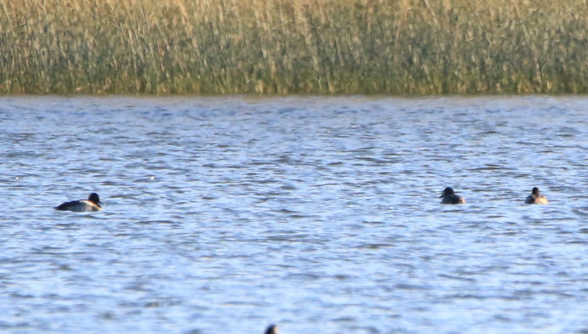 Greater/Lesser Scaup - ML643867541