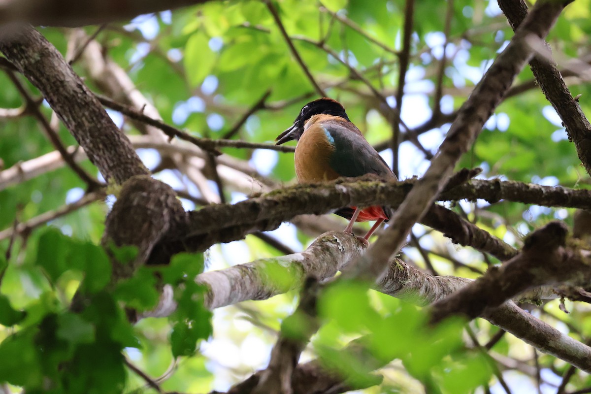 Noisy Pitta - ML643867542