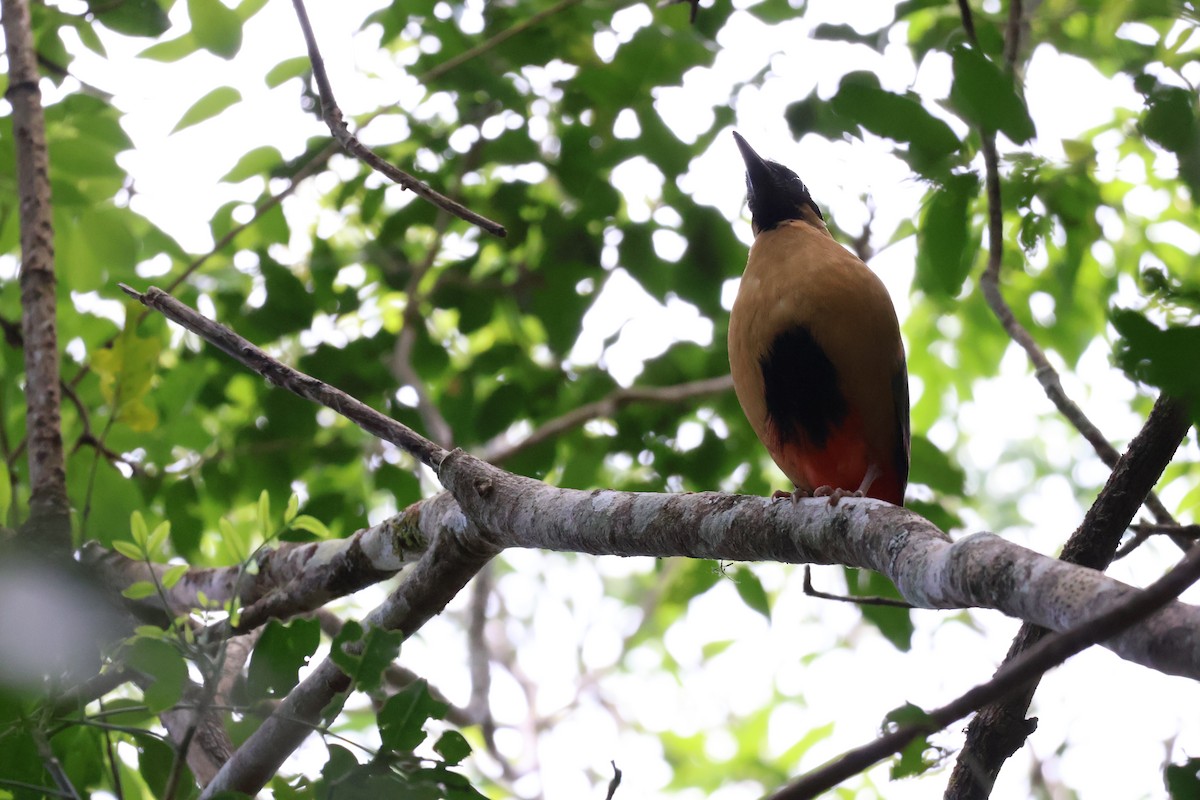 Noisy Pitta - ML643867545