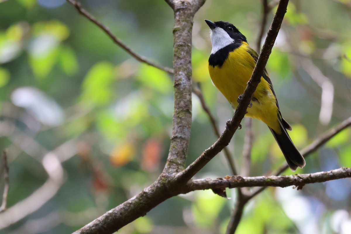 Golden Whistler - ML643867552