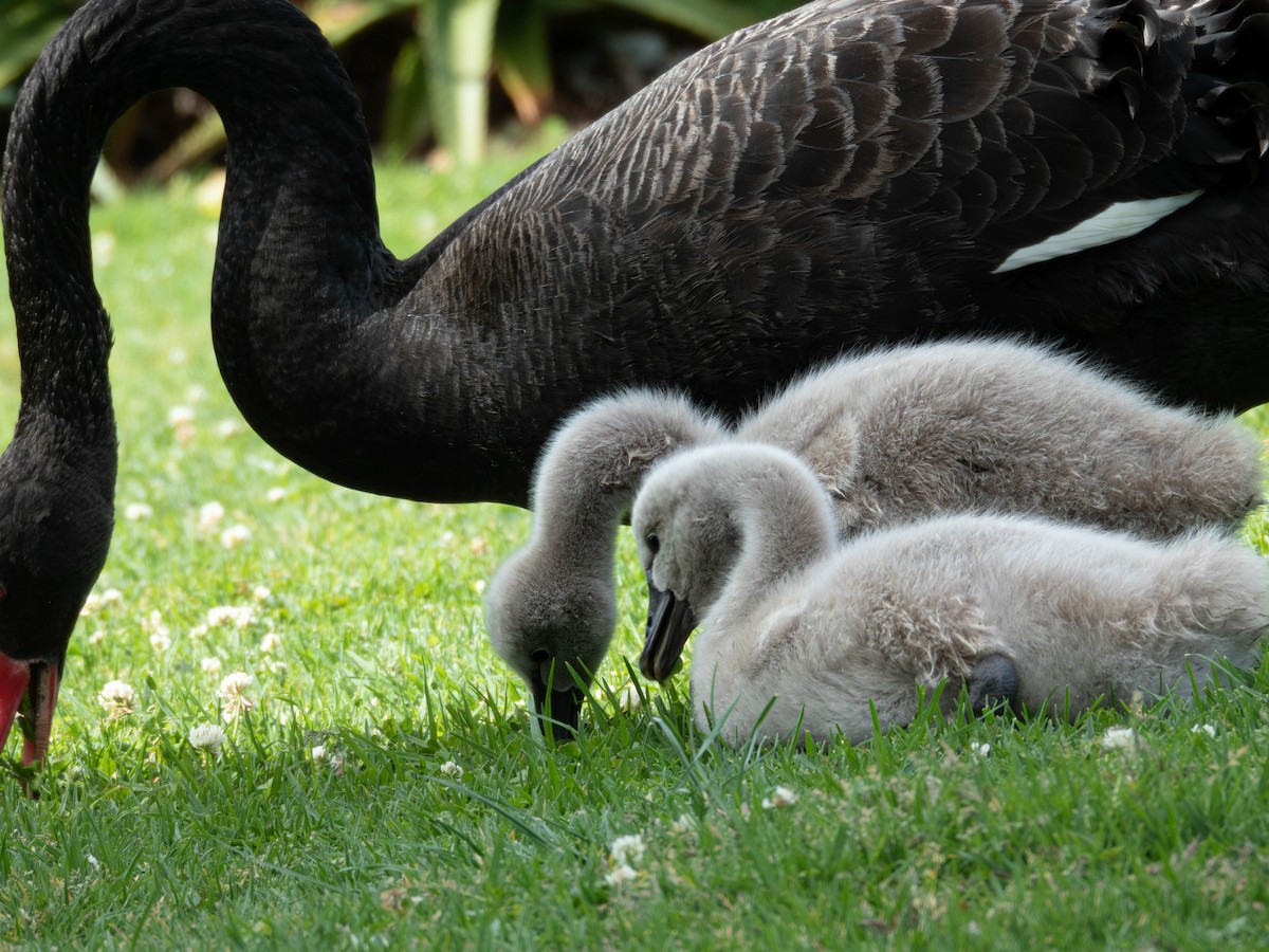 Cygne noir - ML643867556