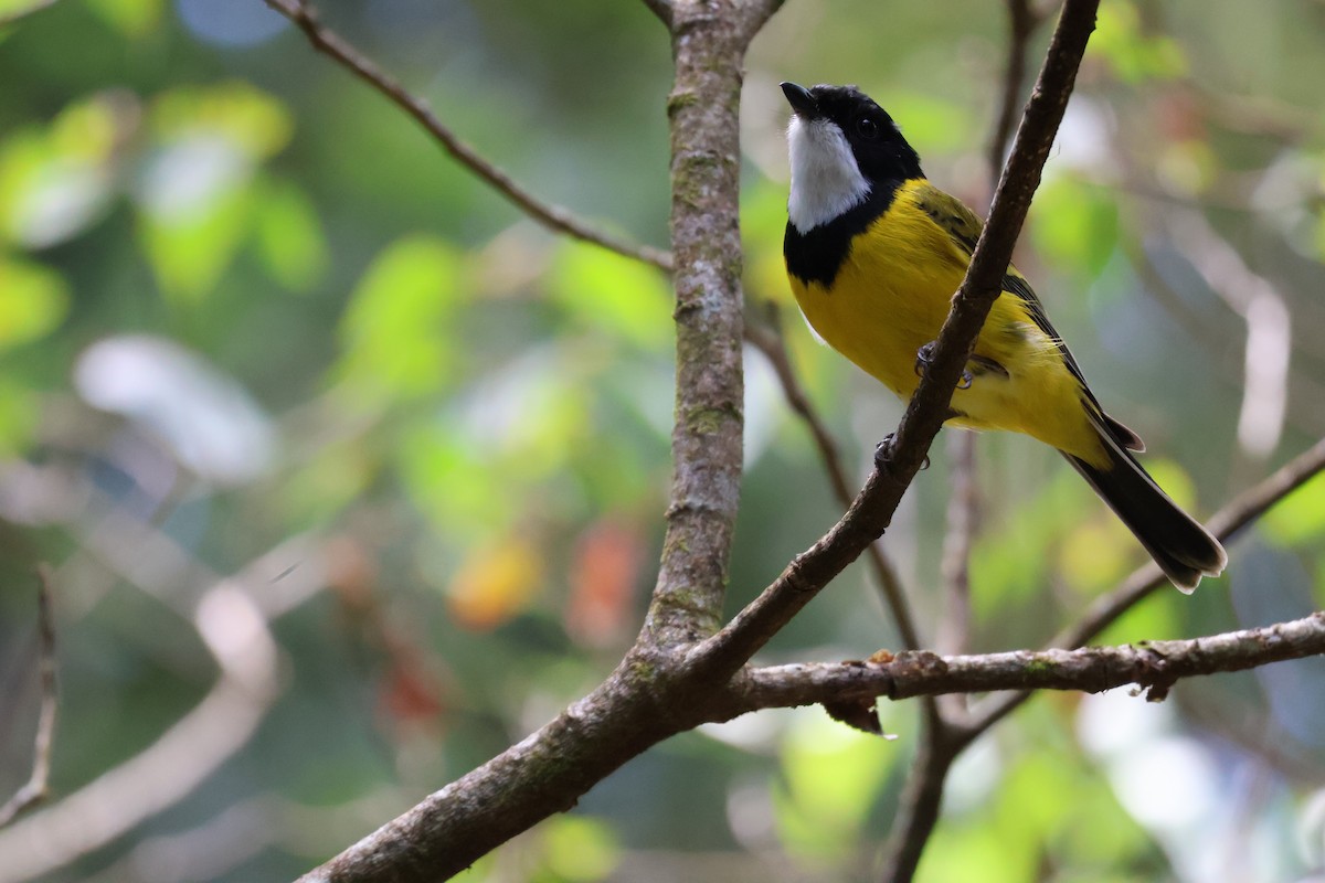 Golden Whistler - ML643867558