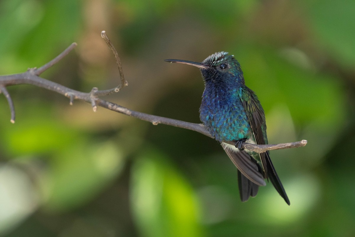 Sapphire-bellied Hummingbird - ML643867560