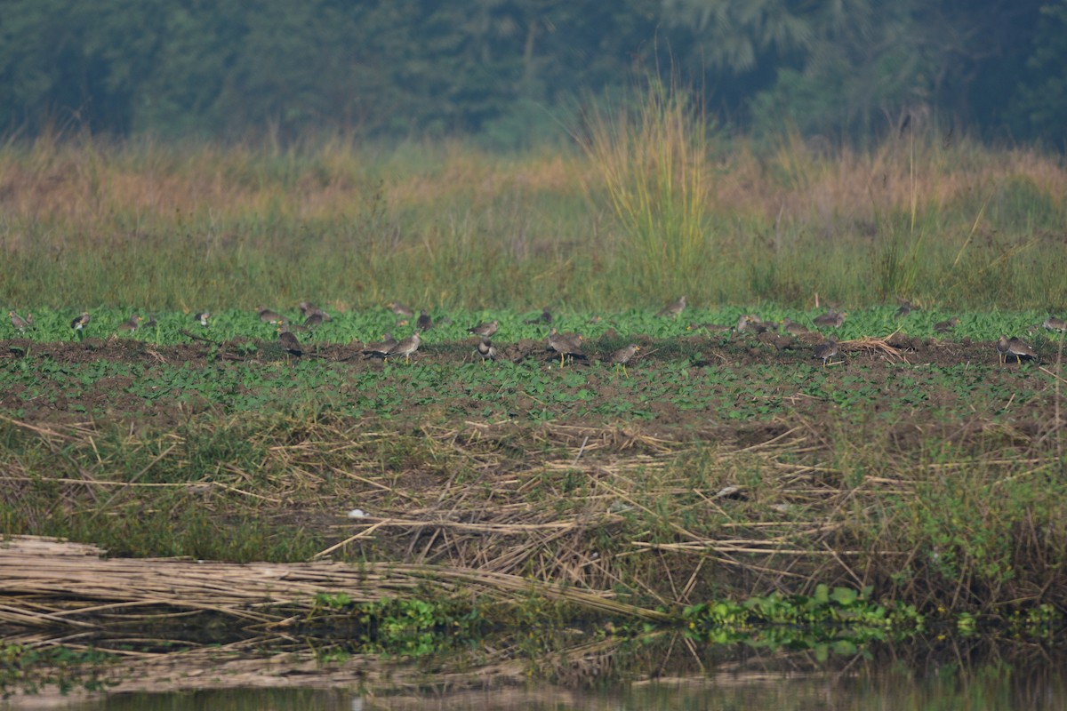 Gray-headed Lapwing - ML643867563
