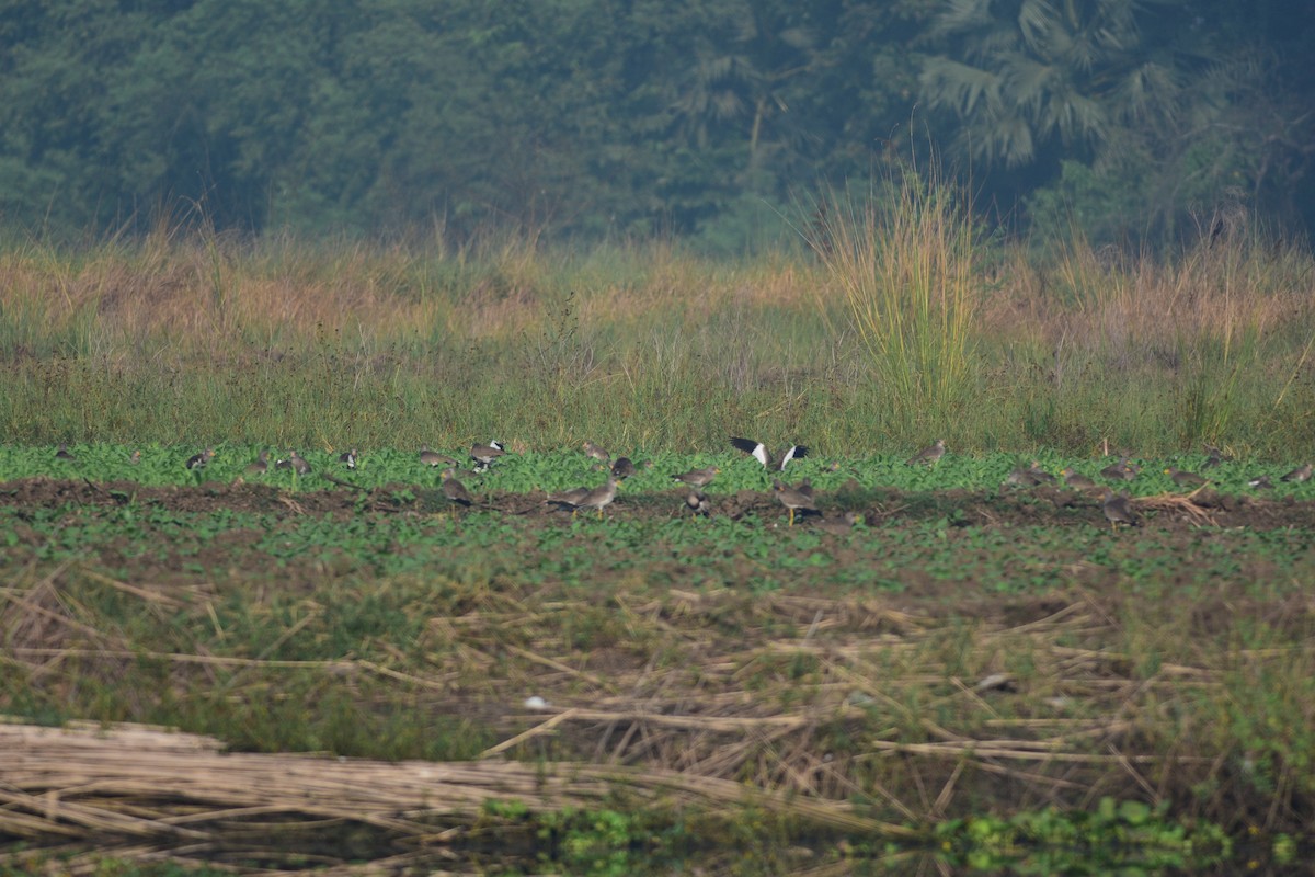 Gray-headed Lapwing - ML643867564