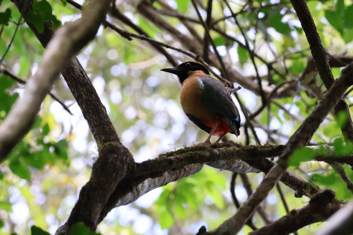 Noisy Pitta - ML643867566