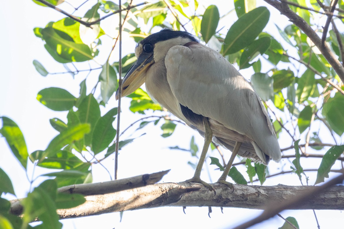 Boat-billed Heron - ML643867568