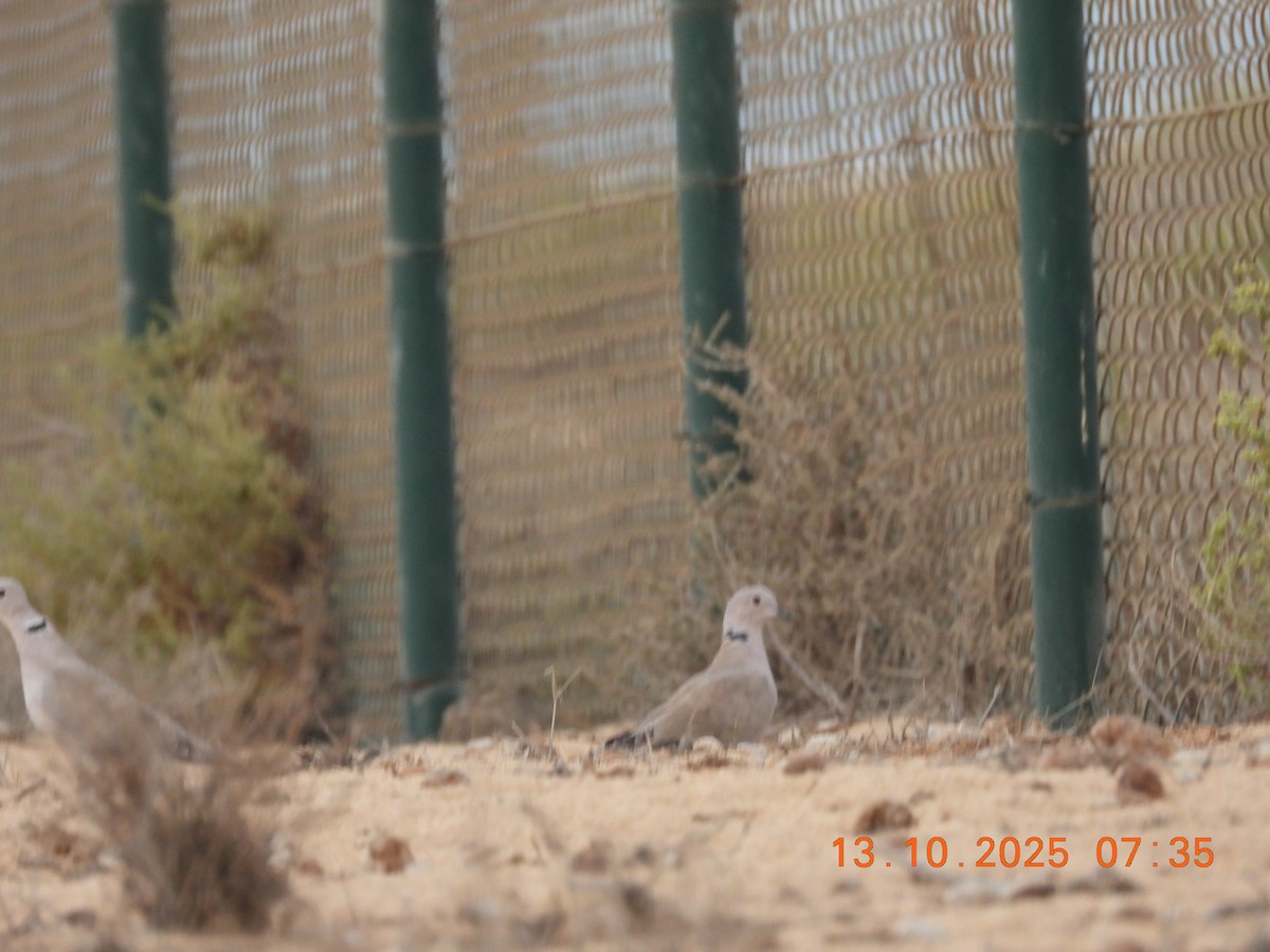 Eurasian Collared-Dove - ML643867570
