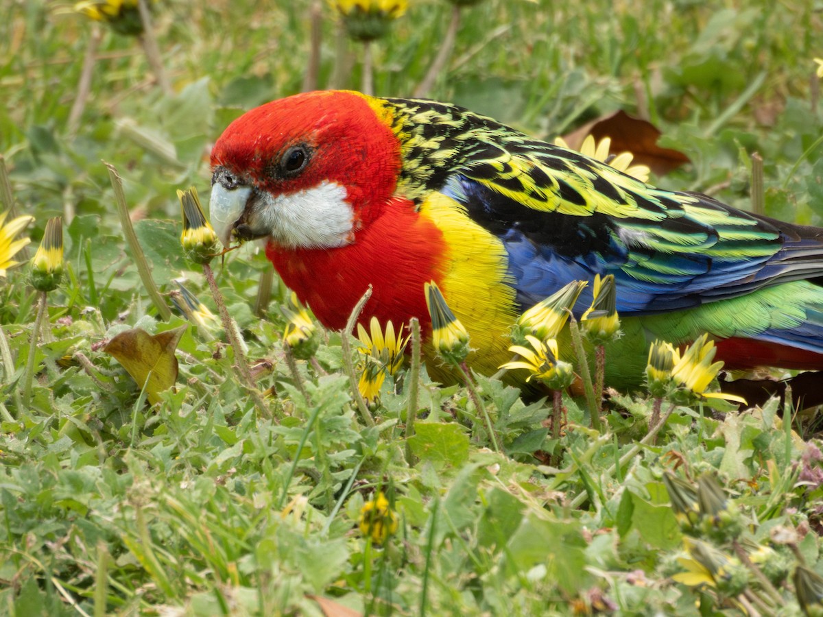 Eastern Rosella - ML643867576