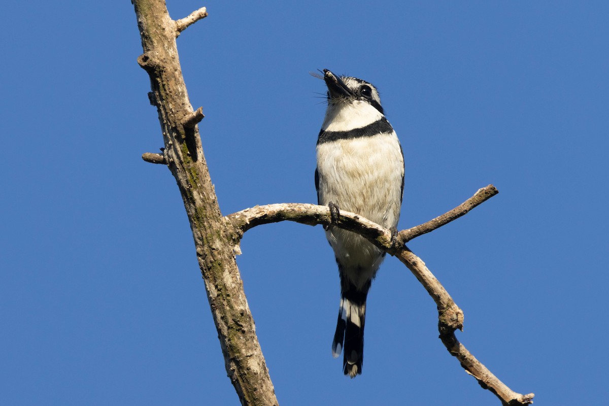 シロクロオオガシラ - ML643867579